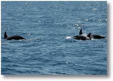 3 Orcas
